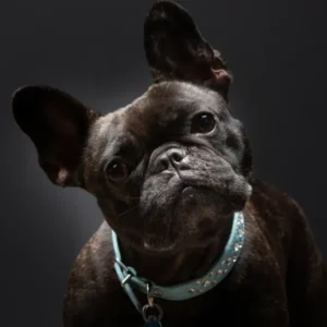 What Your Pet’s Personality Looks Like on Camera