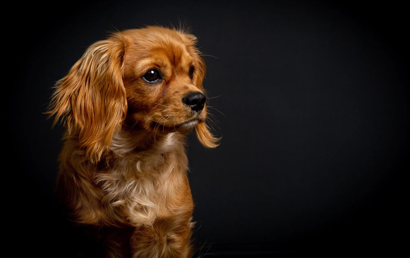 pets-_0005_Finn6months-8100-scaled-1